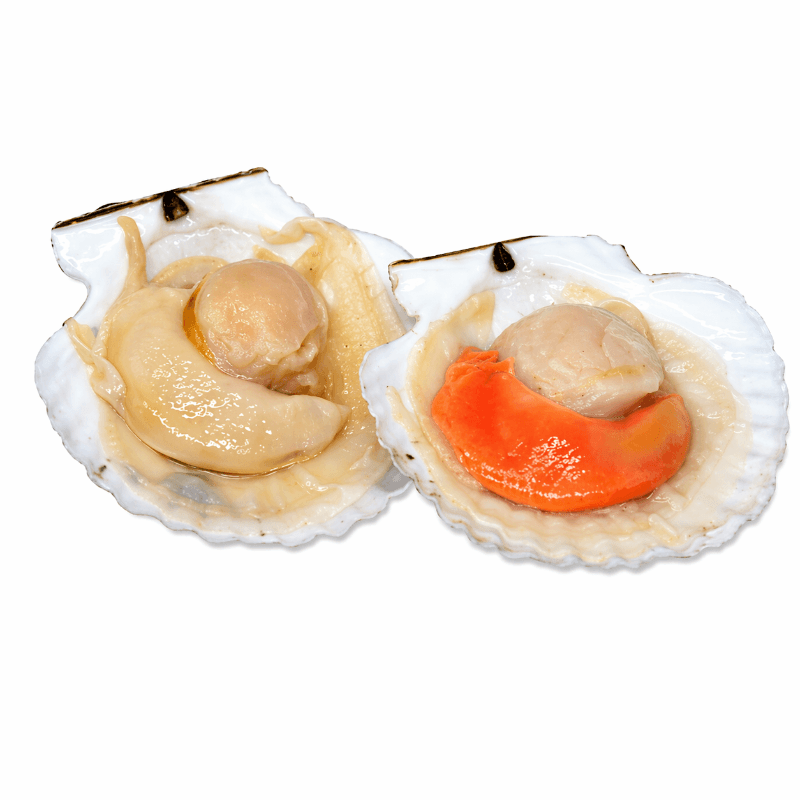 FX Half Scallop中国扇贝