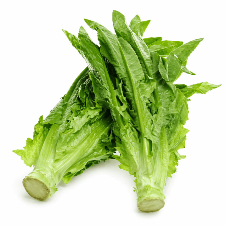 FX Leaf Lettuce 香港油麦菜