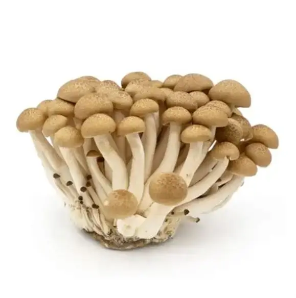 Buna Shimeji Mushrooms (China)