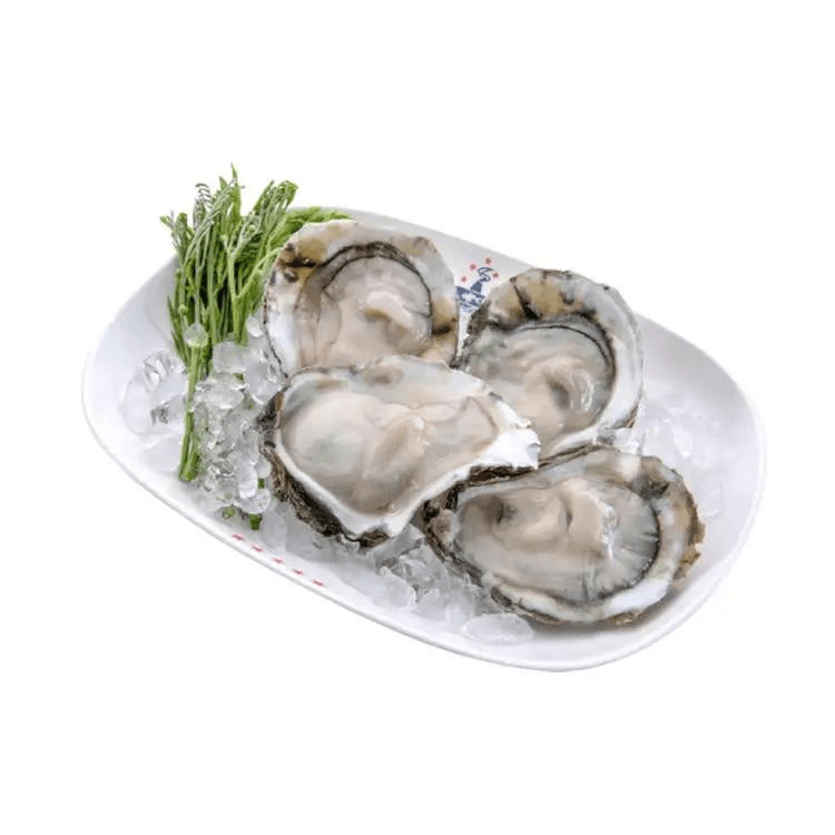 China Half Shell Oyster (XL)