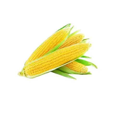 Sweet Corn Yellow (Malaysia)