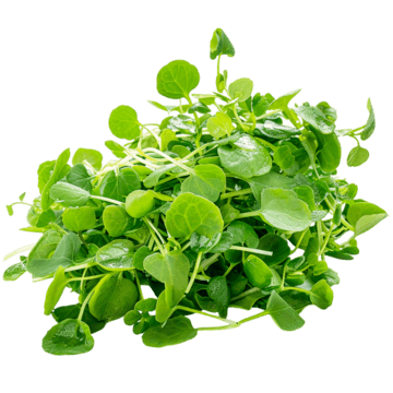 Watercress