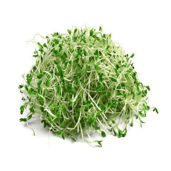 Alfalfa Sprout (Australia)