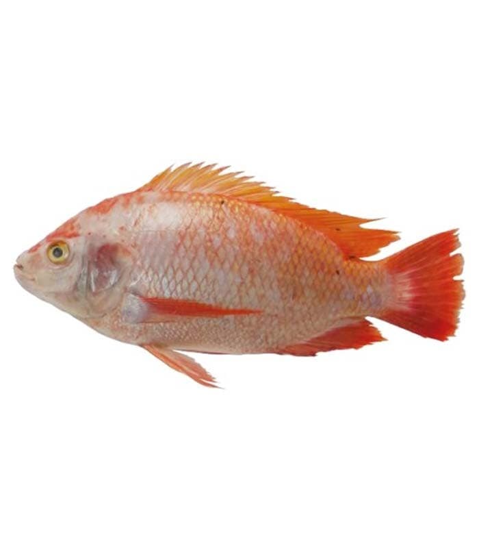 Big Eye Tilapia Merah Bersih (Medium)