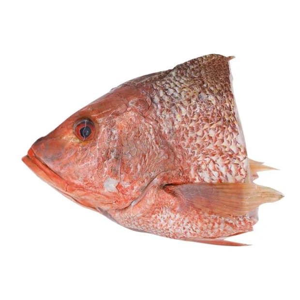 GST Frozen Snapper Head 600g - 800g