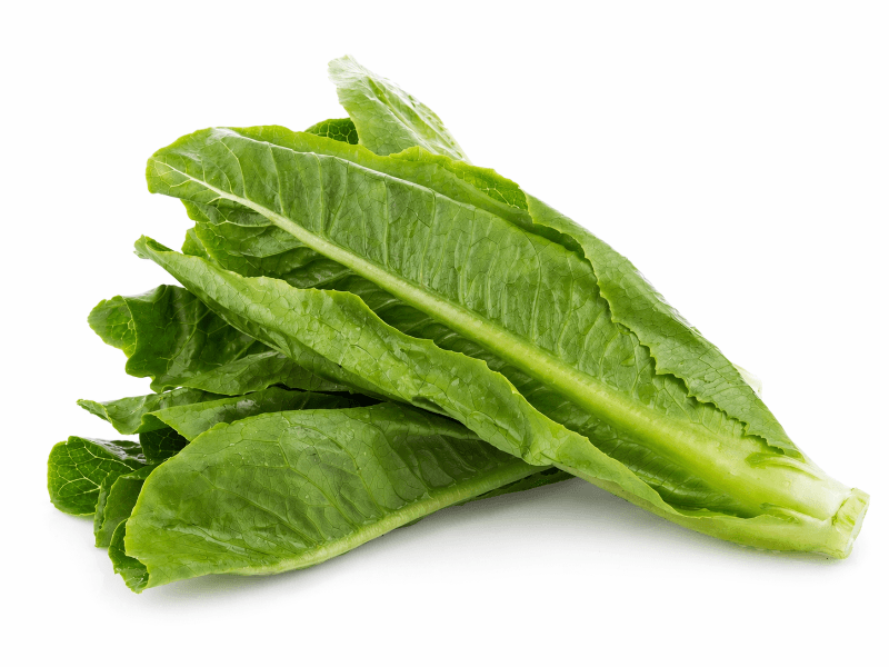 FX Mai Dan Cai 油麦旦