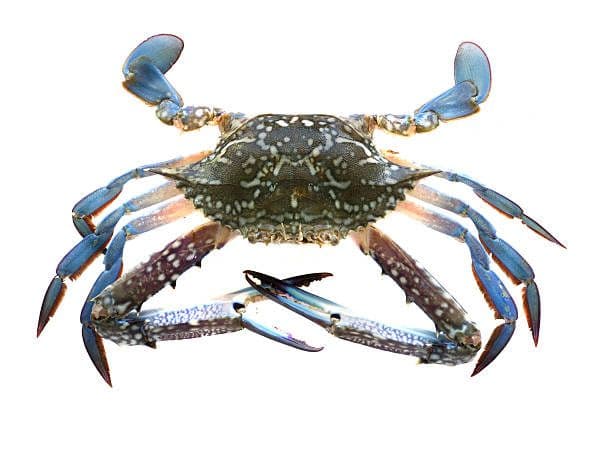 FX Flower Crab 花蟹