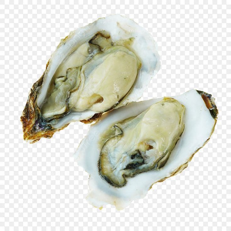 Gst Oyster 1/2 Shell