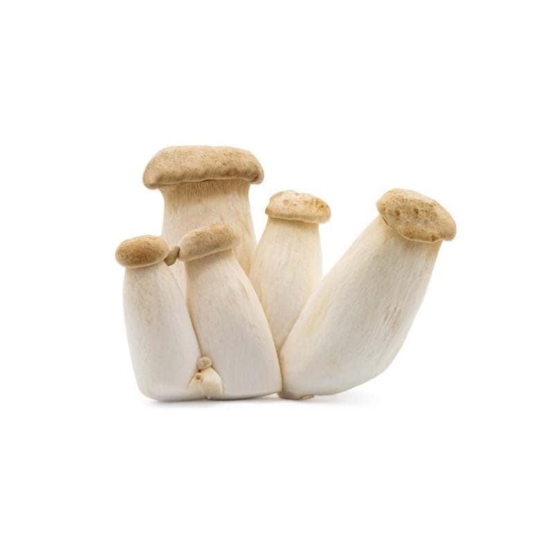 TY Mini King Eryngii Mushroom (China)