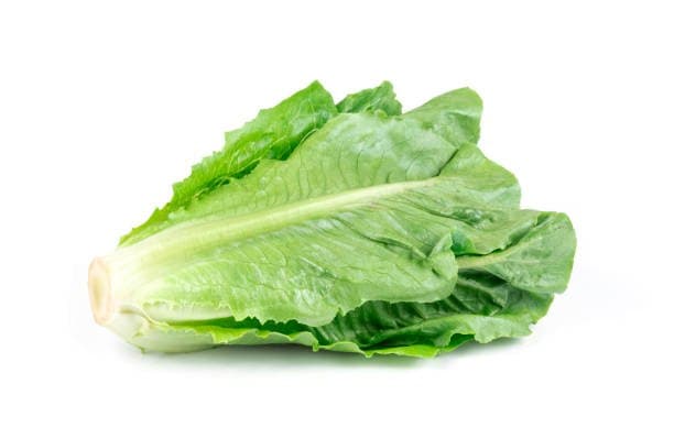 Cameron Garden Romaine Lettuce