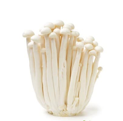 FX Mushroom Snow White 白雪菇