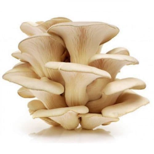 FX Oyster Mushroom 鲍鱼菇