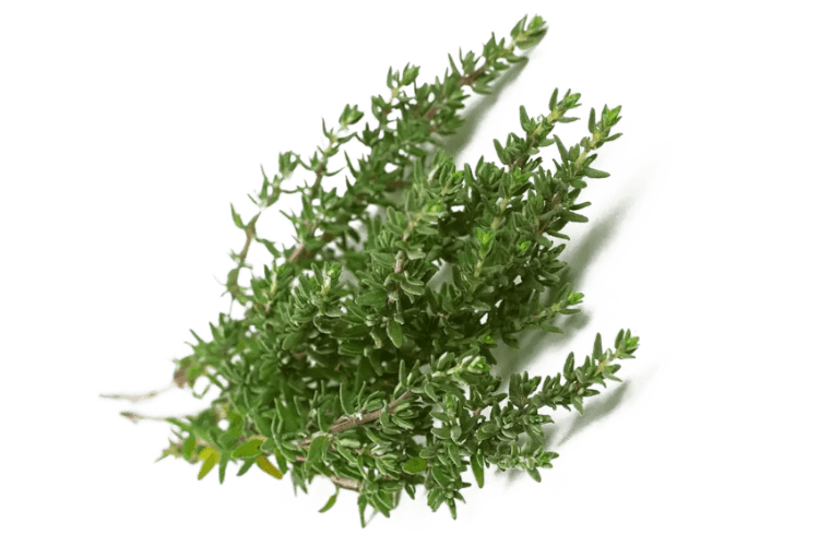 Cameron Garden Thyme Herbs (Malaysia)